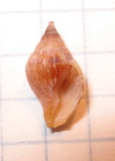 Columbella rustica juv.